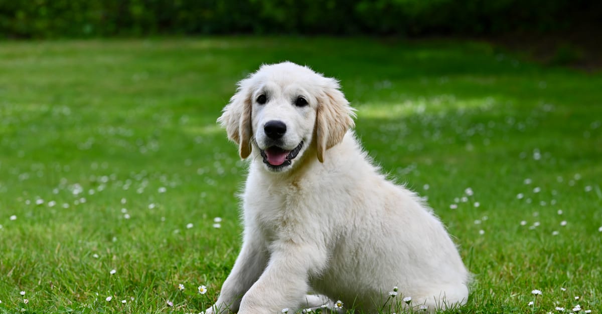 Golden Retriever Names: 80+ Names for Your Golden Pup
