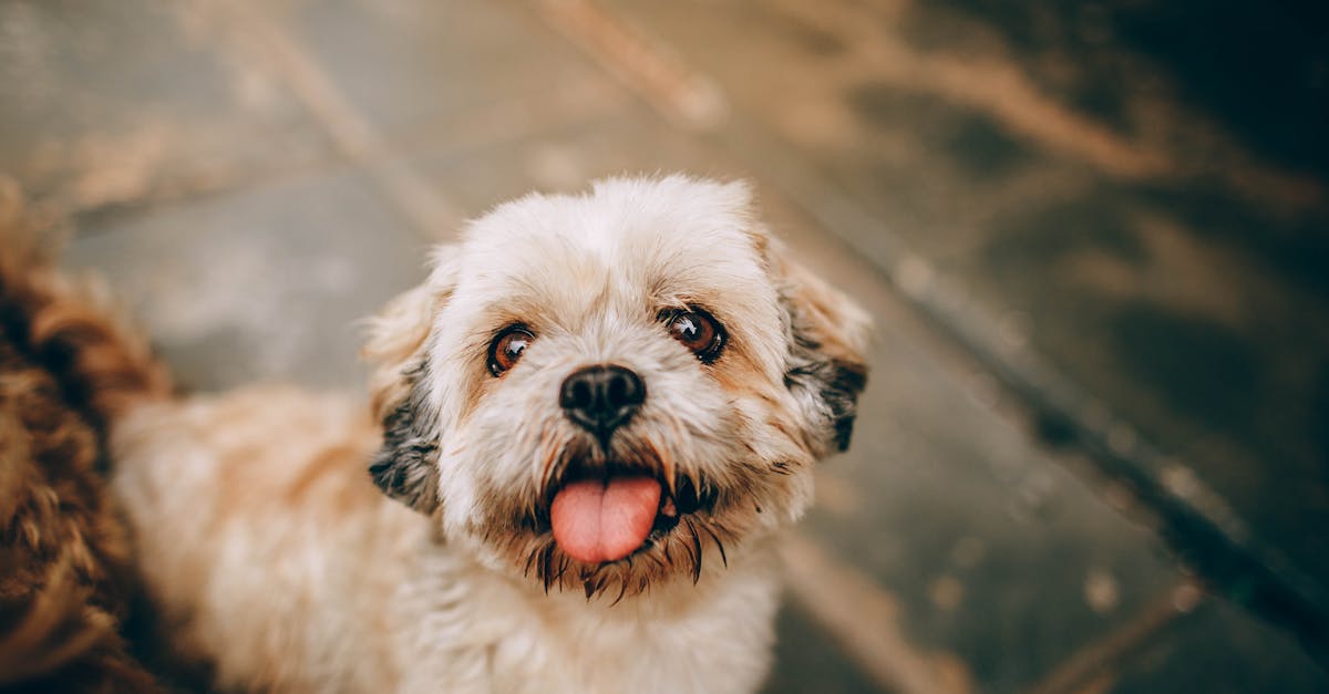 How to Choose the Perfect Dog Name: Complete Guide