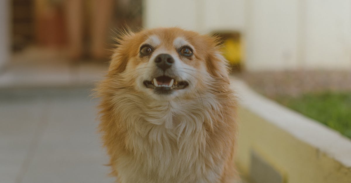 Human Names for Dogs: Why People Names Are Trending