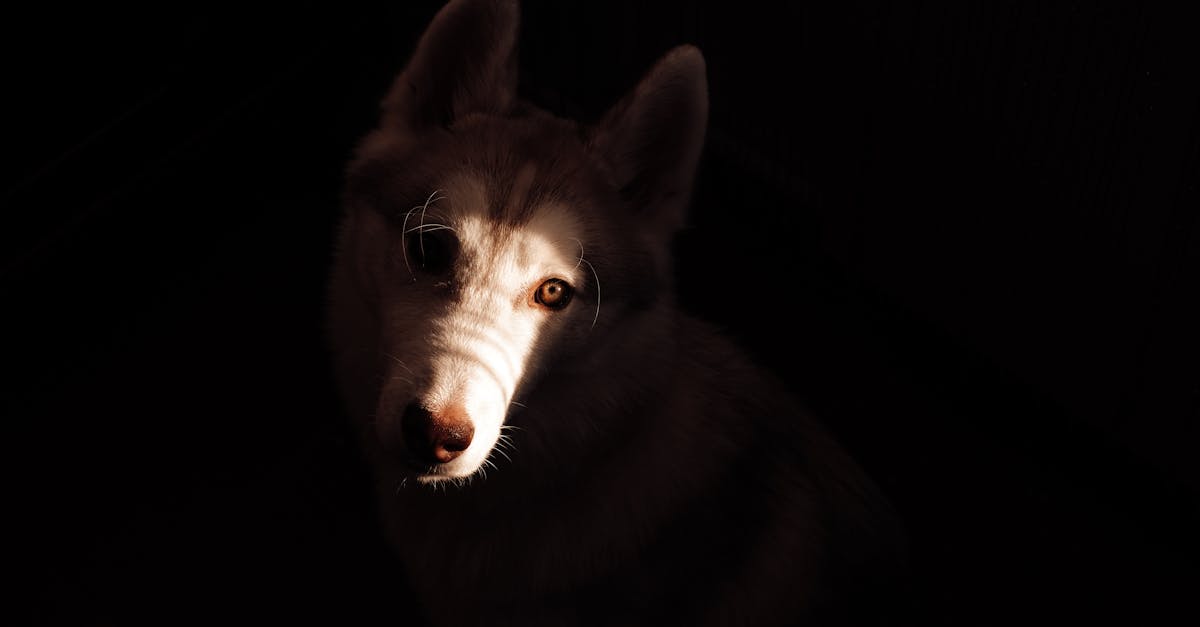 Husky Names: 80+ Names for Siberian and Alaskan Huskies