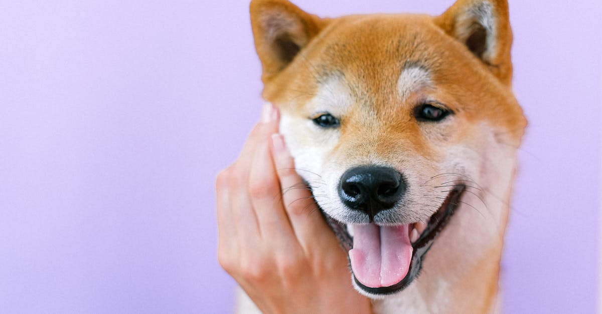 Japanese Dog Names: 80+ Beautiful Names with Meanings