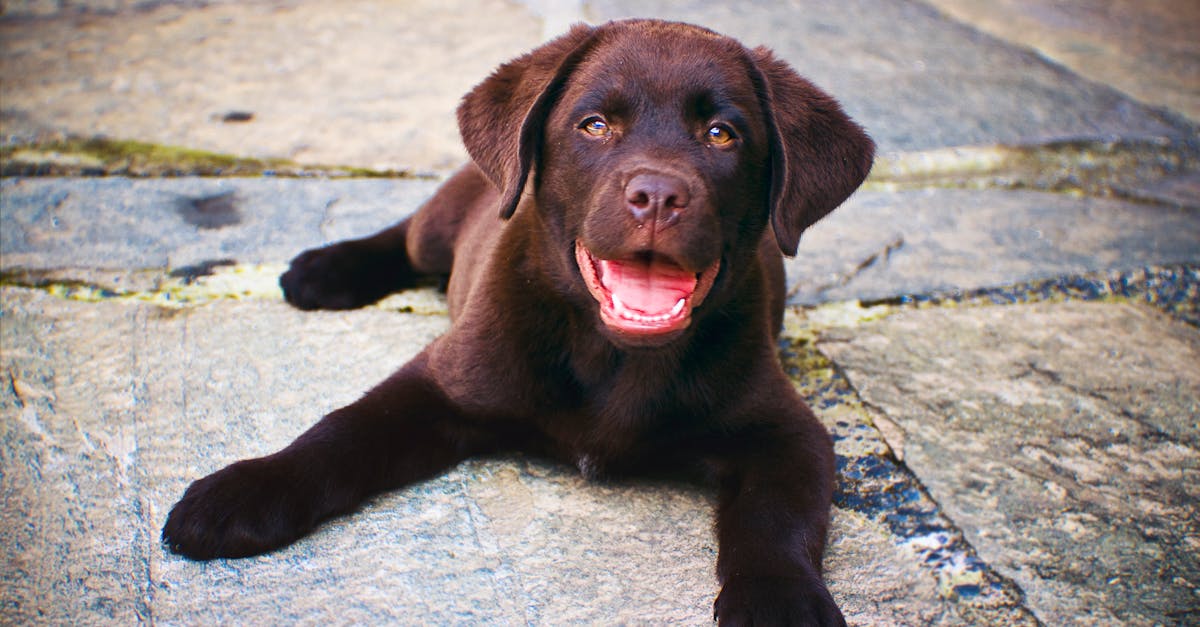 Labrador Retriever Names: 80+ Names for Your Lab