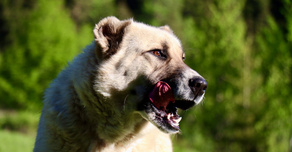 100+ Large Dog Names for Big Breeds