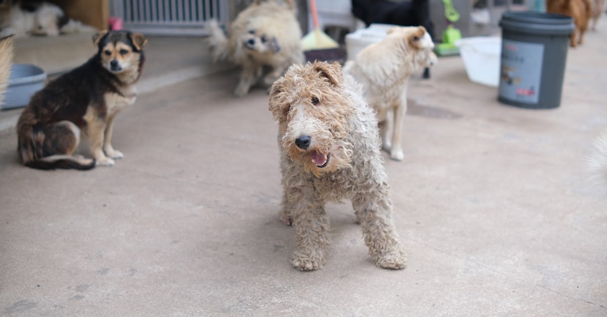 Most Popular Dog Names by Country: A Global Guide