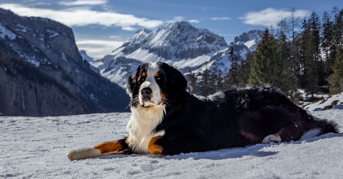 Mythological Dog Names: Gods, Heroes, and Legends