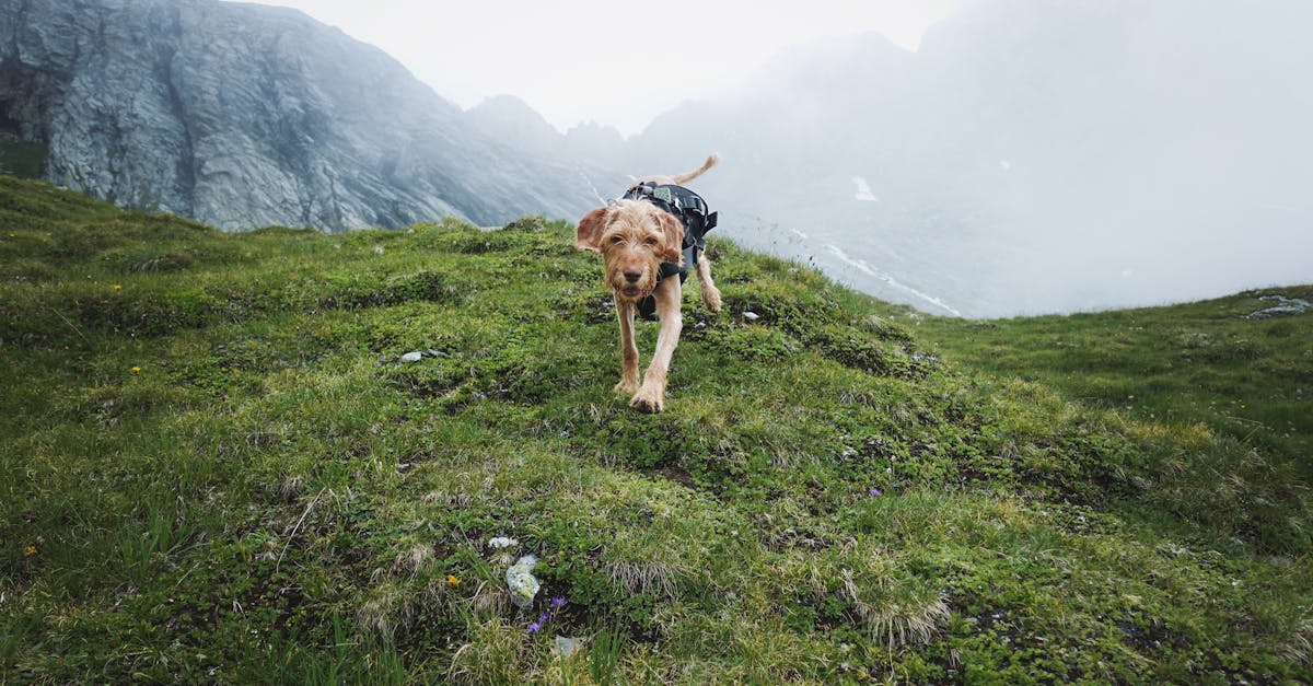 Nature-Inspired Dog Names: 100+ Outdoorsy Names