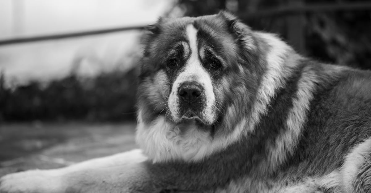 Old-Fashioned Dog Names Making a Comeback in 2025