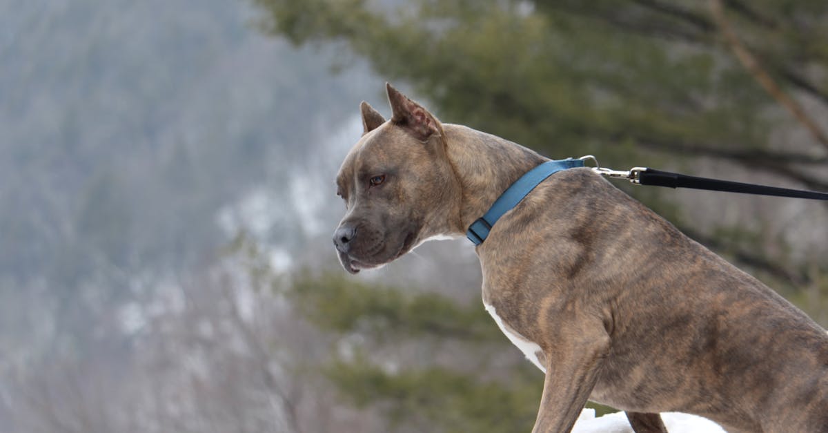 Pitbull Names: 80+ Strong and Loving Names for Pit Bull Breeds