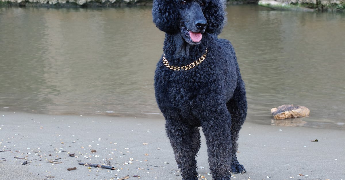 Poodle Names: 70+ Elegant and Clever Names