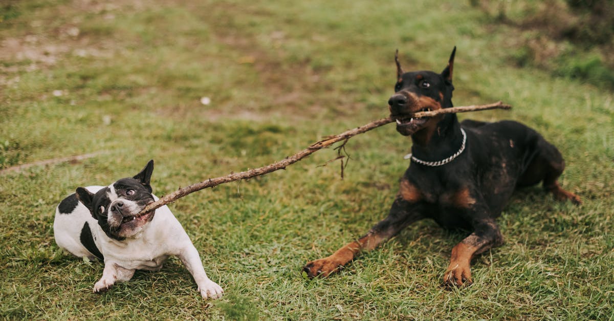 Puppy Names vs Adult Dog Names: Does Size and Age Matter?