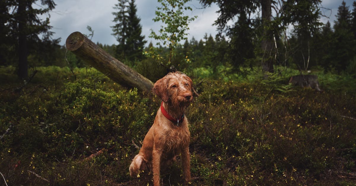 Dog Names for Red and Ginger Dogs: 60+ Fiery Names