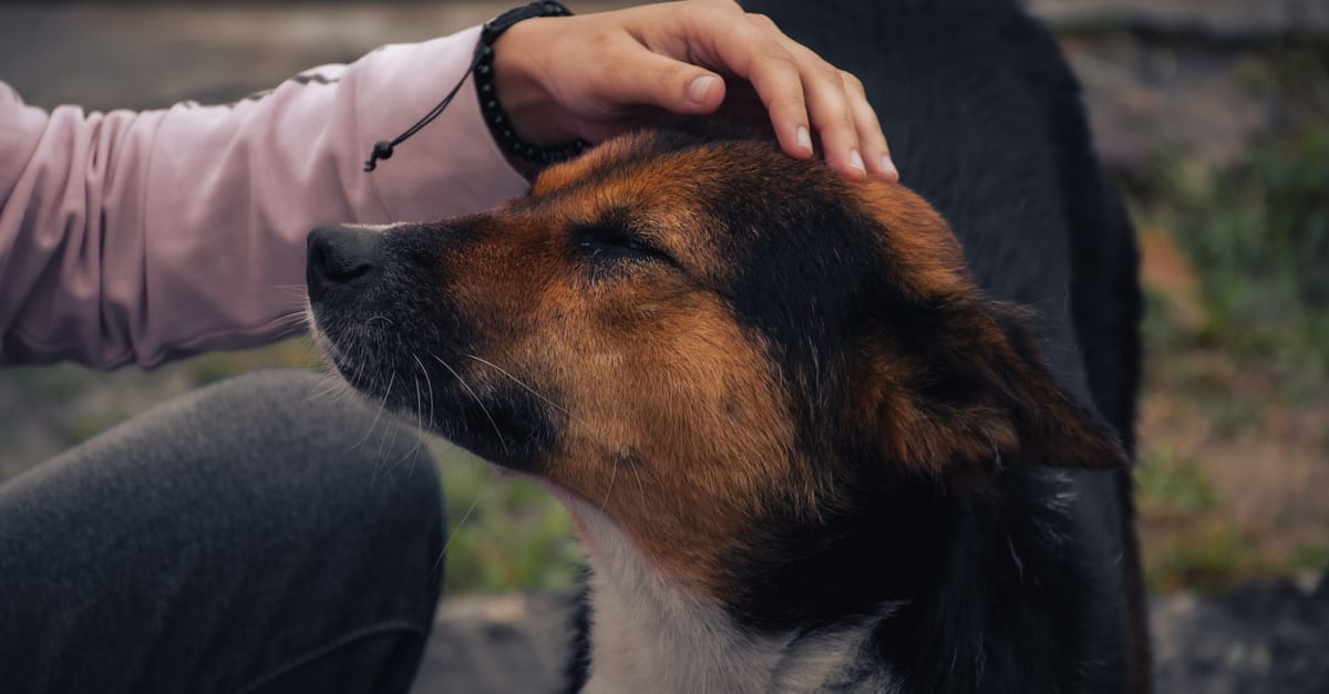 How to Name Your Rescue Dog: Tips and Meaningful Options