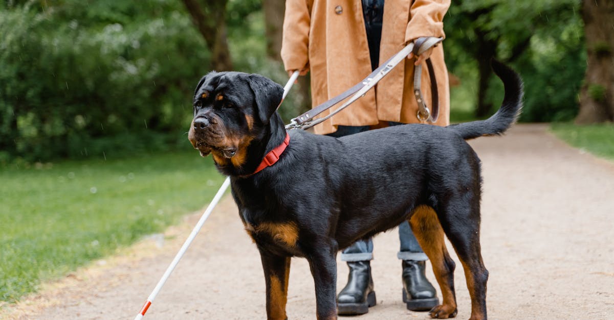 Rottweiler Names: 70+ Names for Your Loyal Guardian