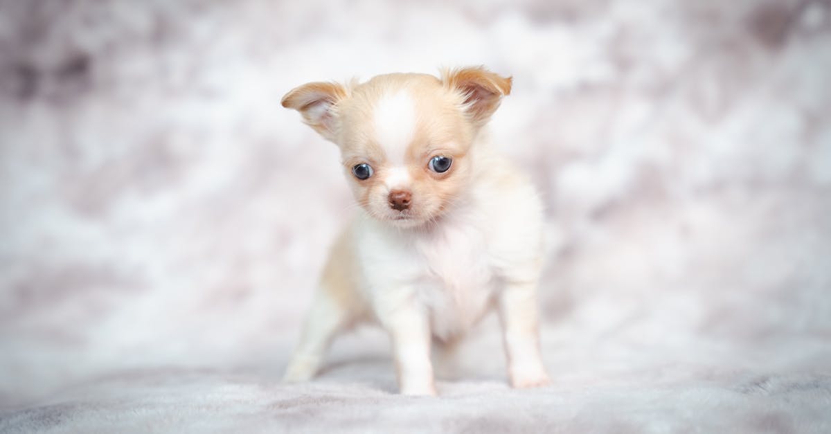 100+ Small Dog Names for Tiny Breeds