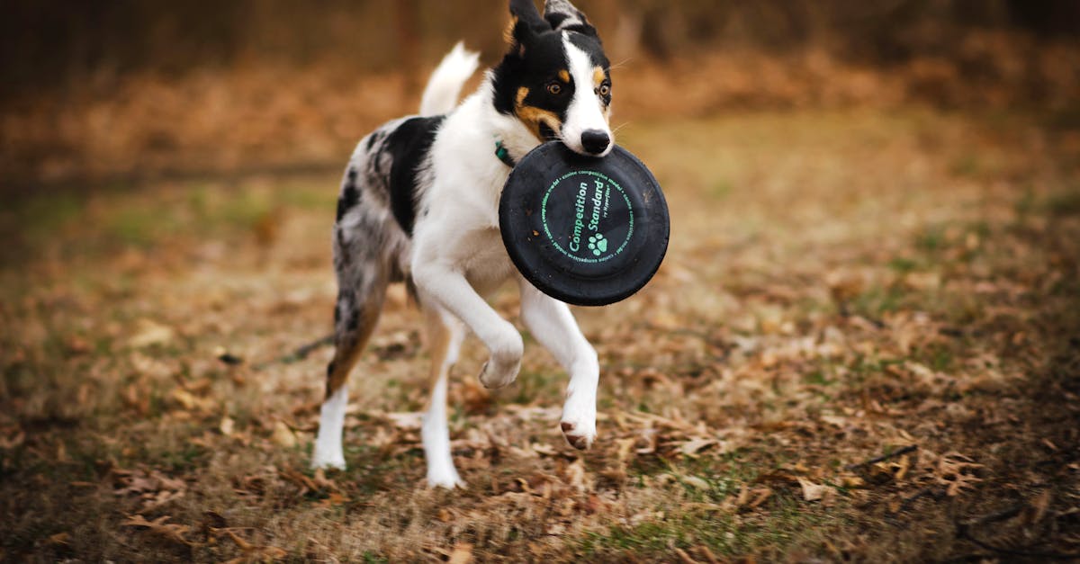 Sports-Inspired Dog Names for Athletic Dogs
