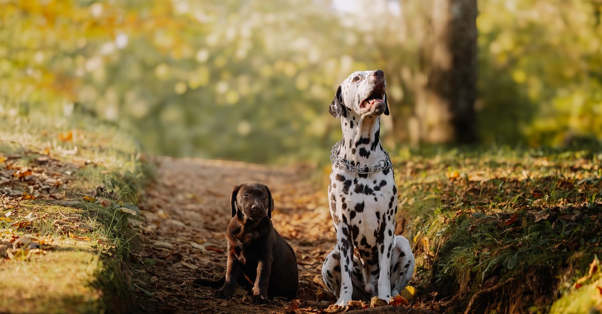 Dog Names for Spotted and Merle Dogs