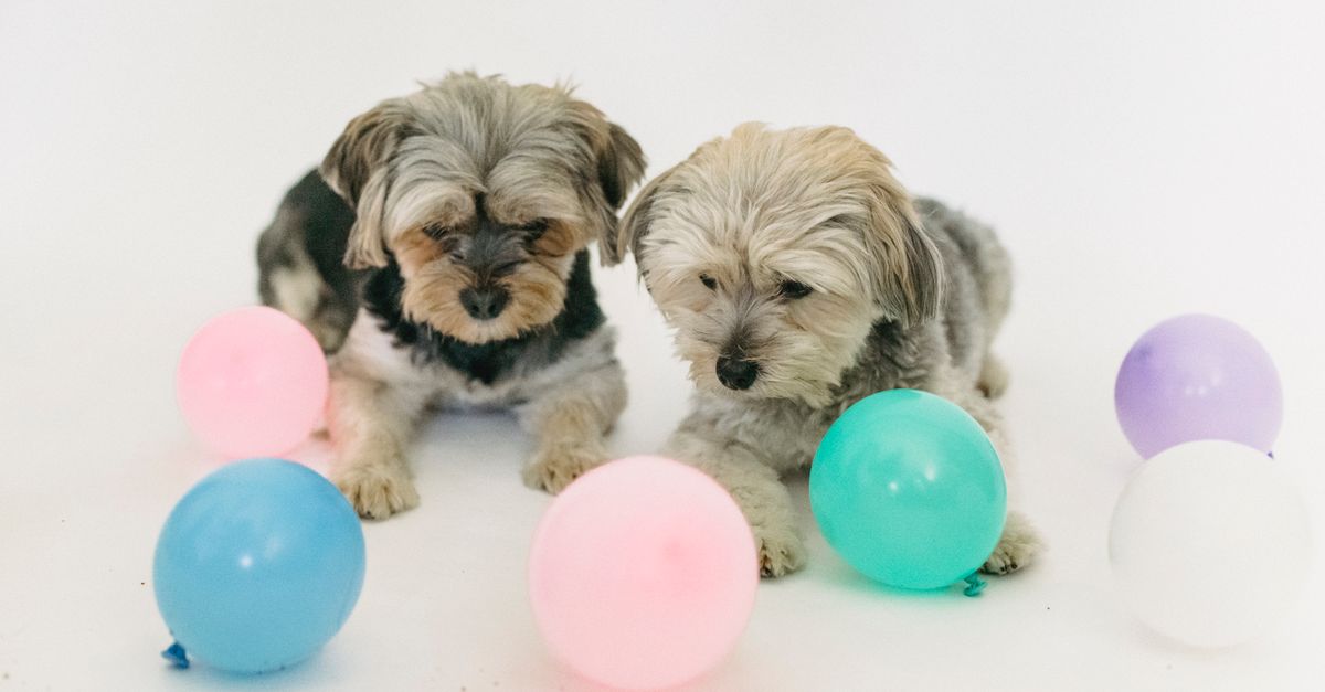 150+ Unique Dog Names That Stand Out at the Dog Park