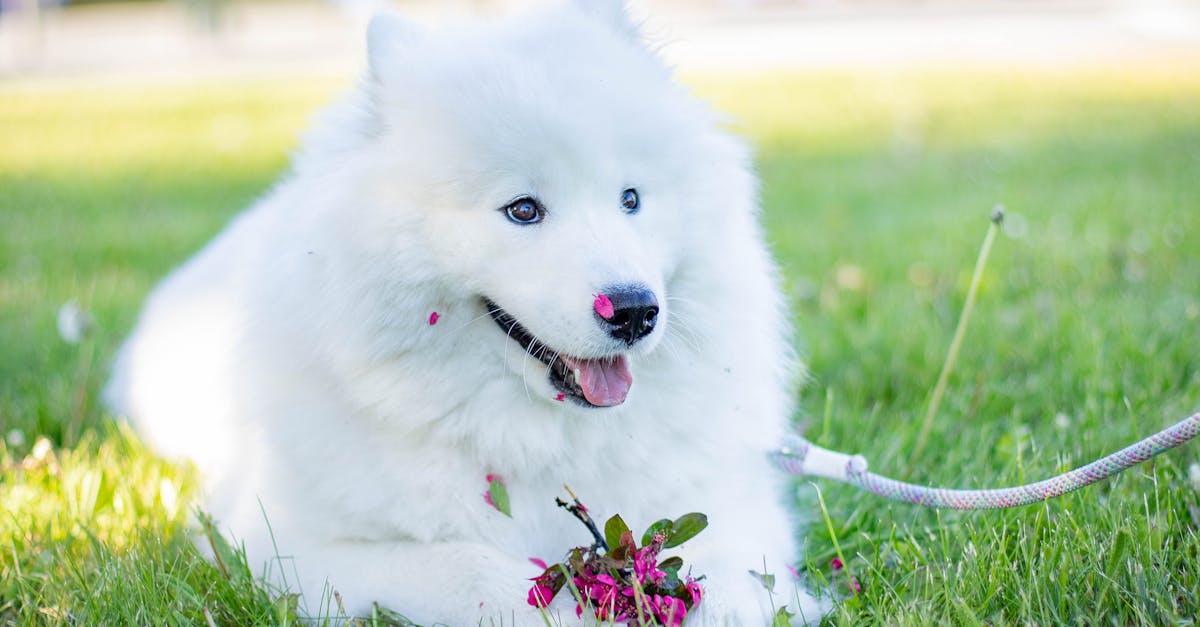Dog Names for White Dogs: 70+ Names for Light-Coated Beauties