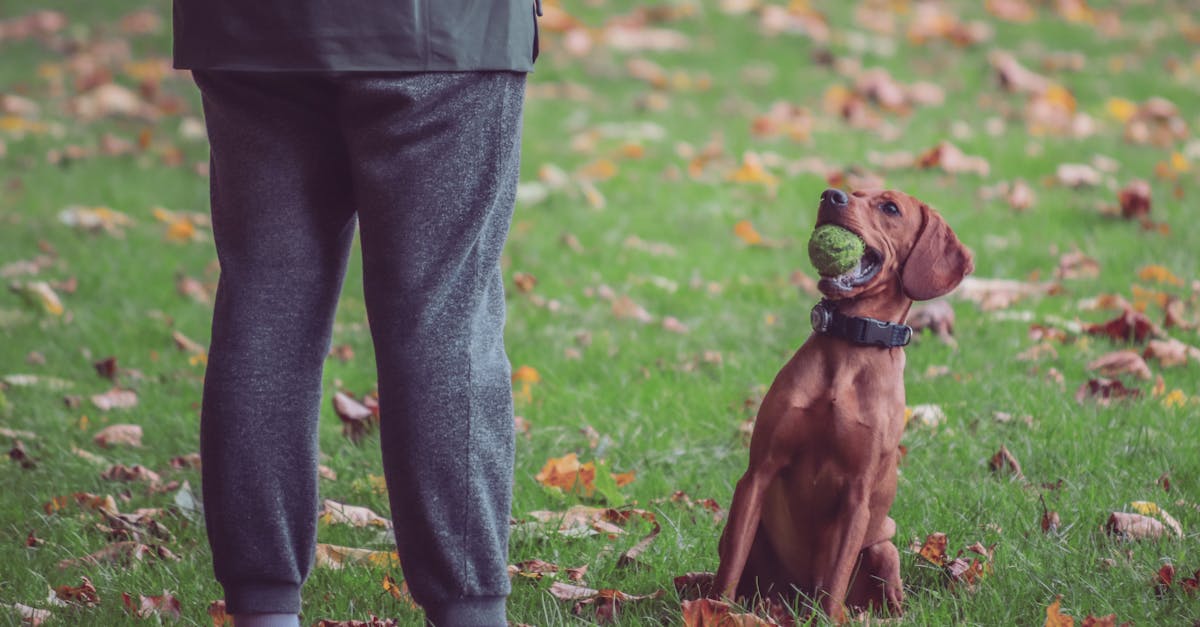 Basic Obedience Commands: Sit, Down, Stay, and More