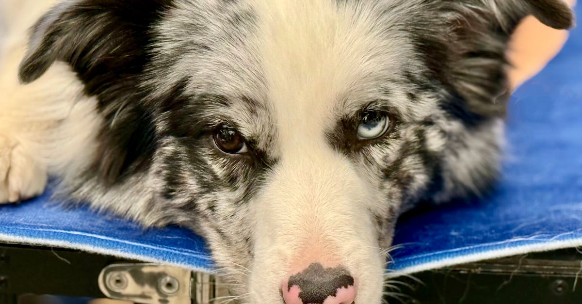 Board and Train Programs: What to Know Before Sending Your Dog