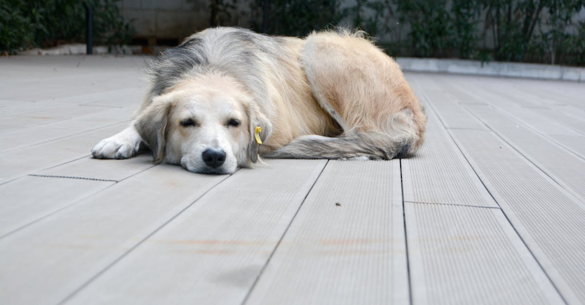 Capturing Calm: Teaching Your Dog to Relax