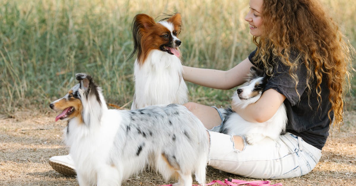 Choosing a Dog Trainer: Red Flags and Green Flags