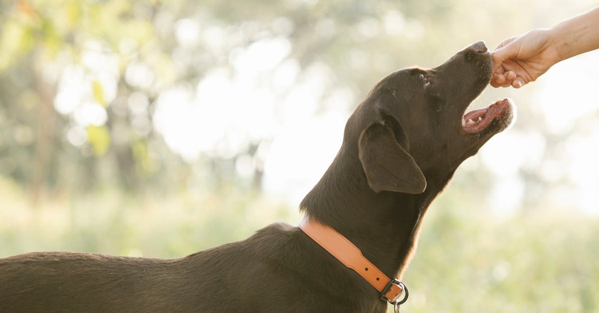 Clicker Training: The Complete Beginner's Guide