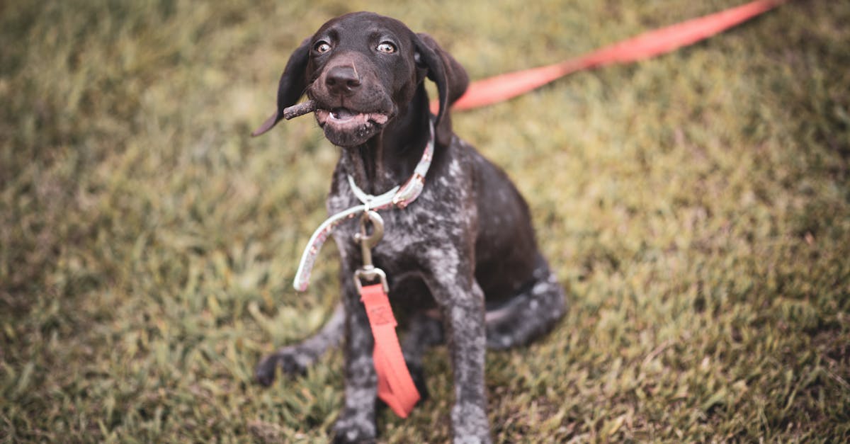 Destructive Chewing: Why Dogs Chew and How to Redirect