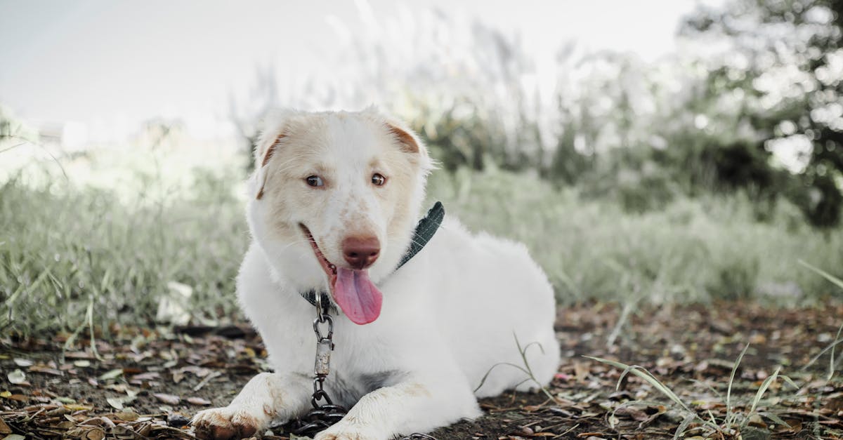Dog Aggression: Types, Causes, and Professional Treatment