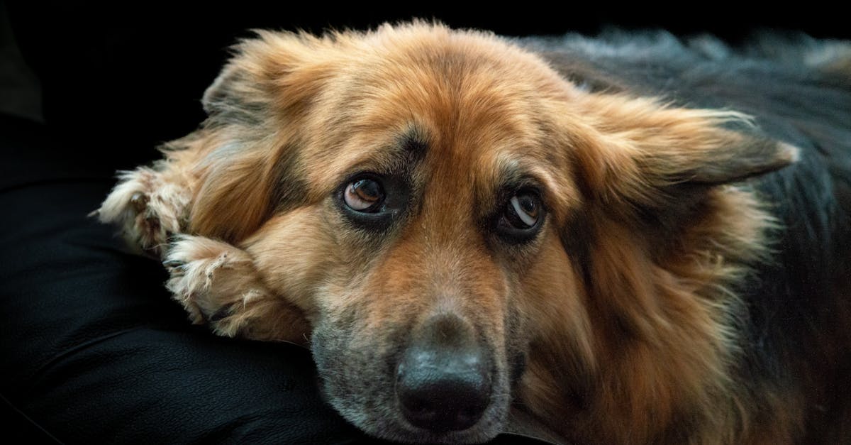Dog Desensitization: Overcoming Fears and Phobias