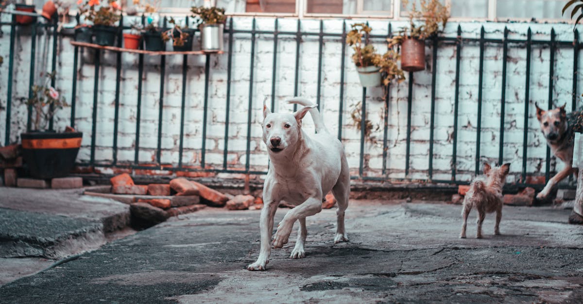 Digging: Why Dogs Dig and How to Manage It