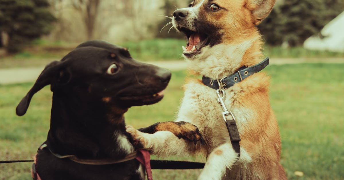 Dog Park Etiquette: Rules for Safe Off-Leash Play