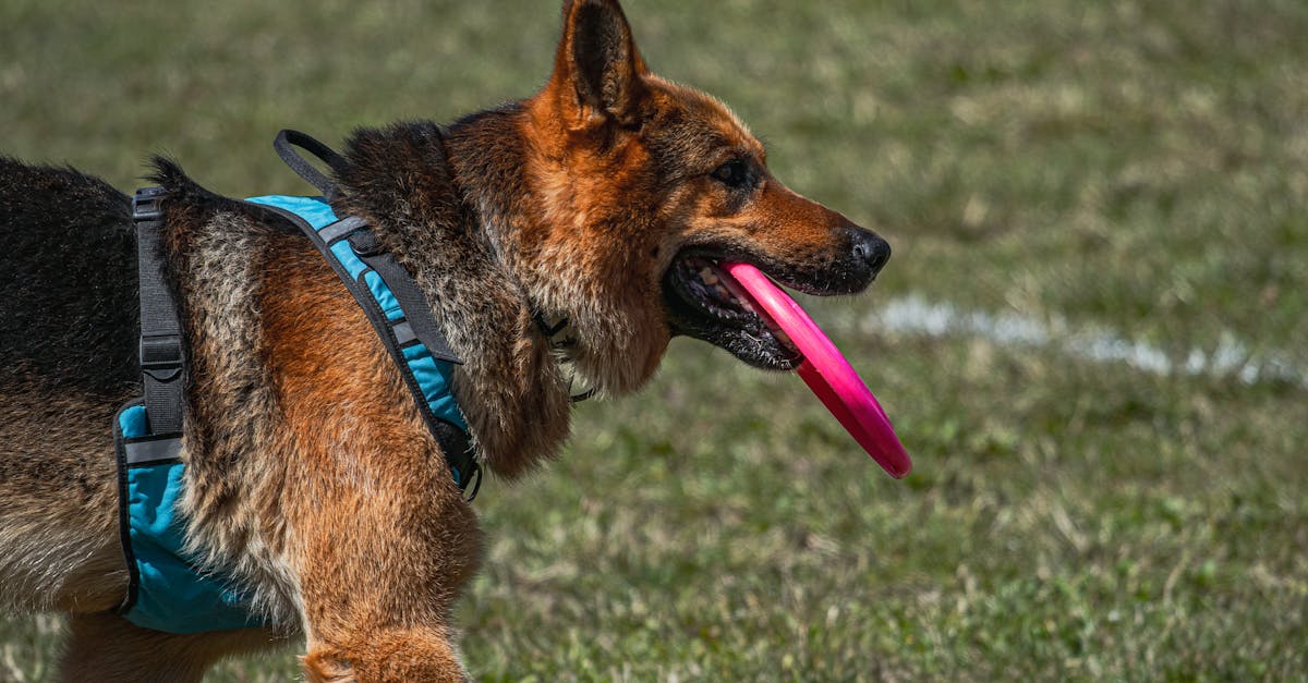 Dog Sports: Finding the Right Activity for Your Dog