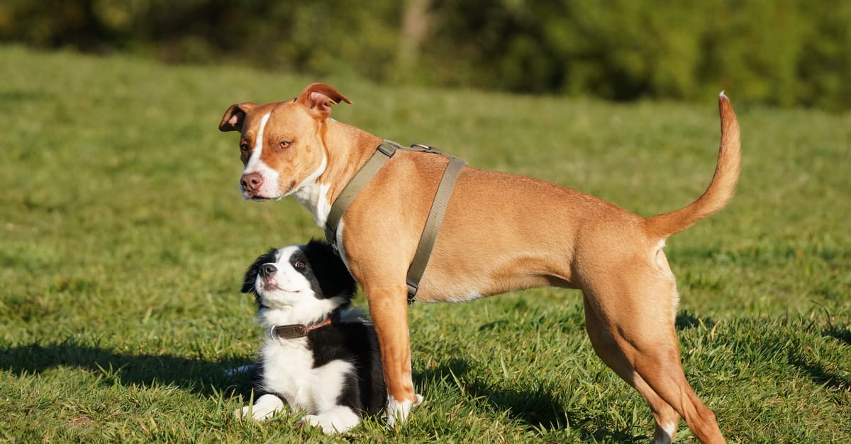 Dog-to-Dog Communication: Understanding Canine Social Signals