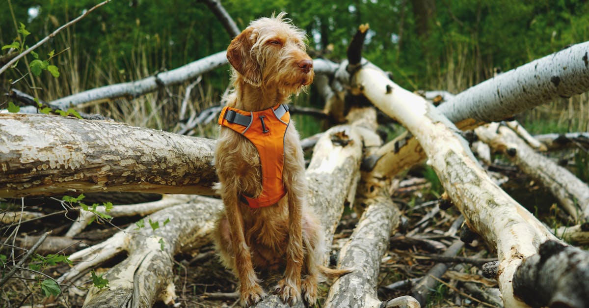 Emergency Commands Every Dog Should Know