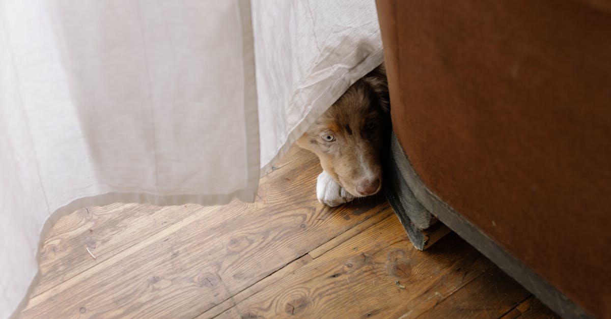 Fearful Dogs: Building Confidence Through Training