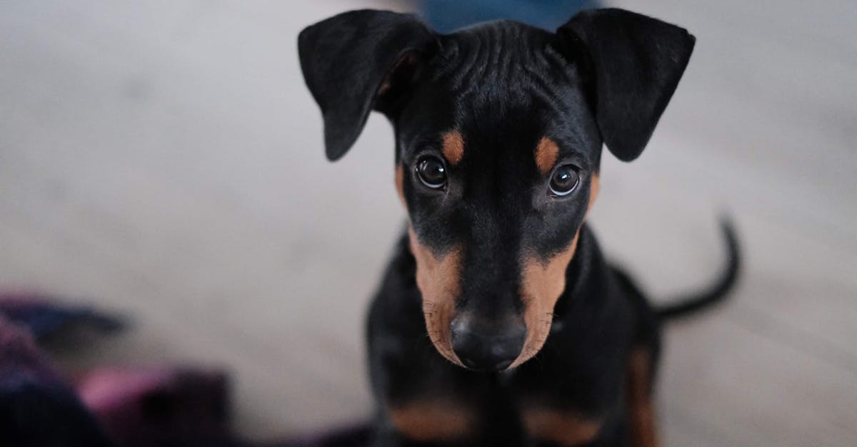 House Training Your Puppy: The Definitive Guide
