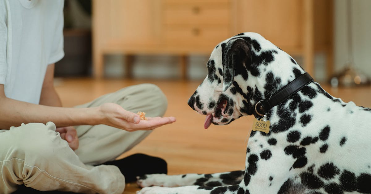 Impulse Control Training for Dogs