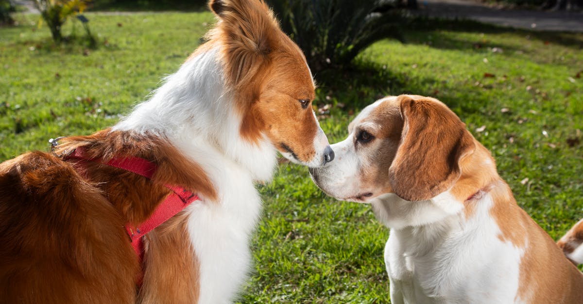 Introducing a New Dog to Your Household