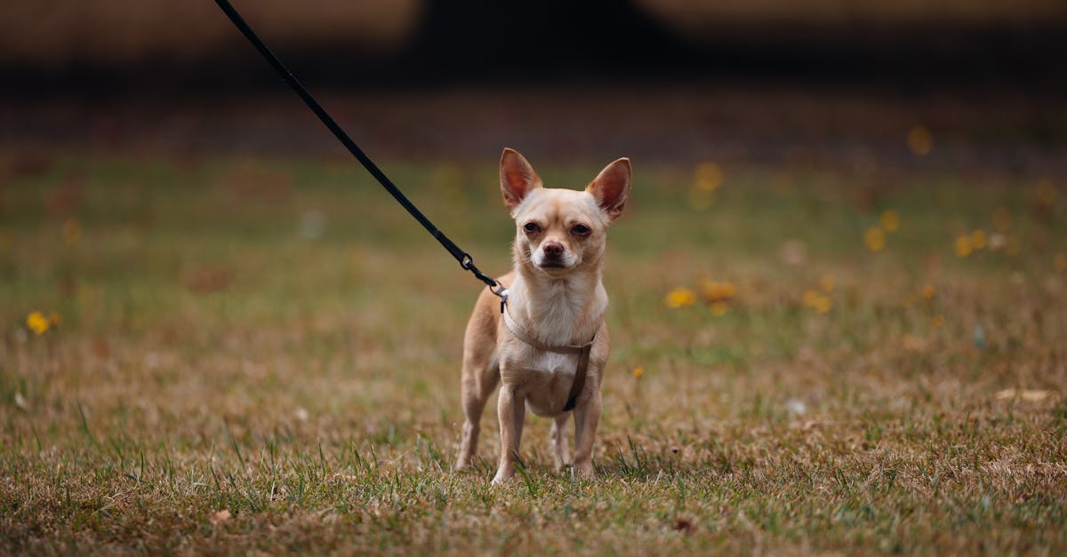 Leash Training: How to Stop Your Dog from Pulling