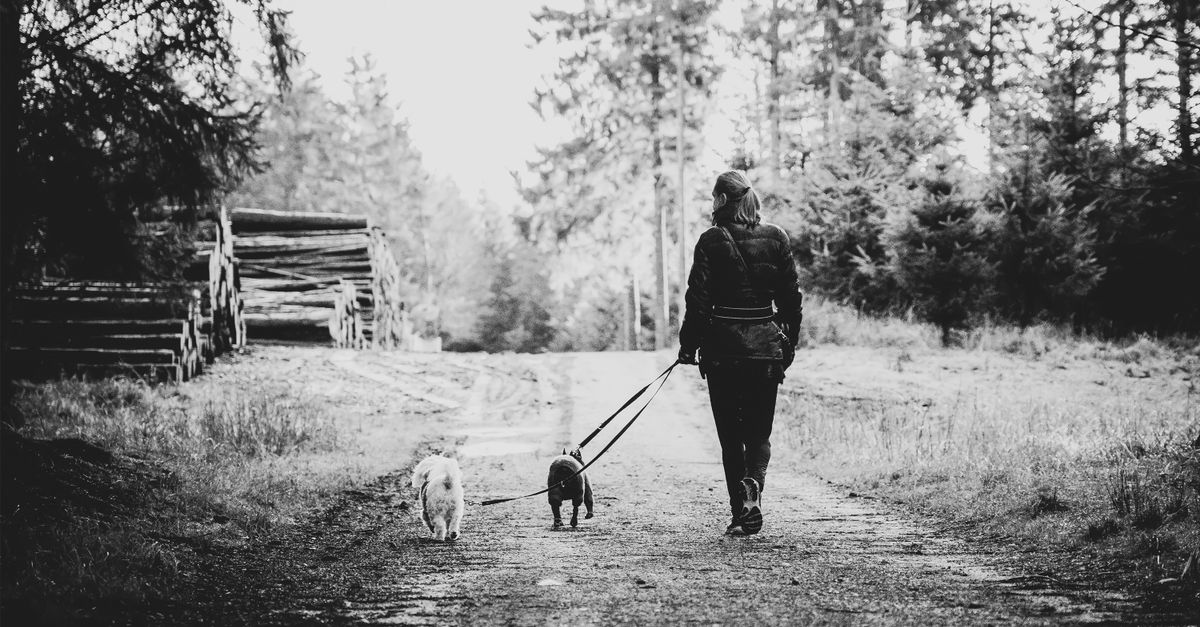 Loose Leash Walking with Distractions: Dogs, Squirrels, and People