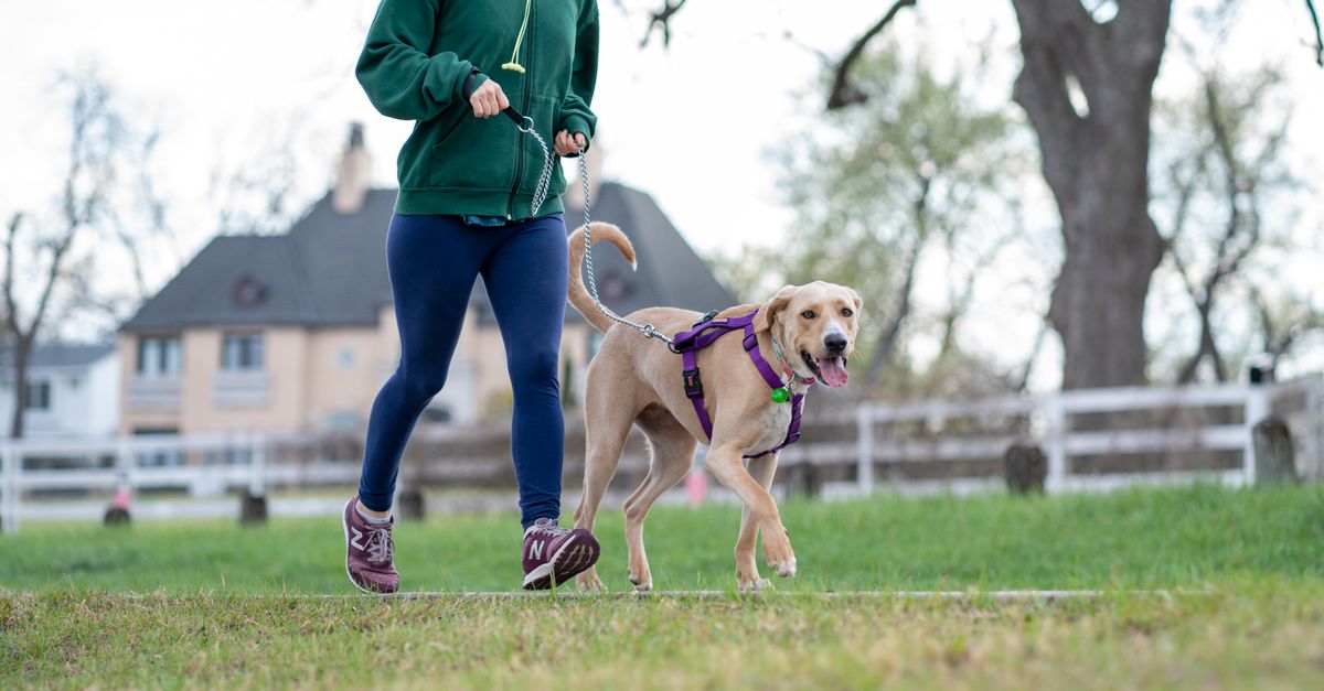 Loose Leash Walking: Advanced Tips and Troubleshooting