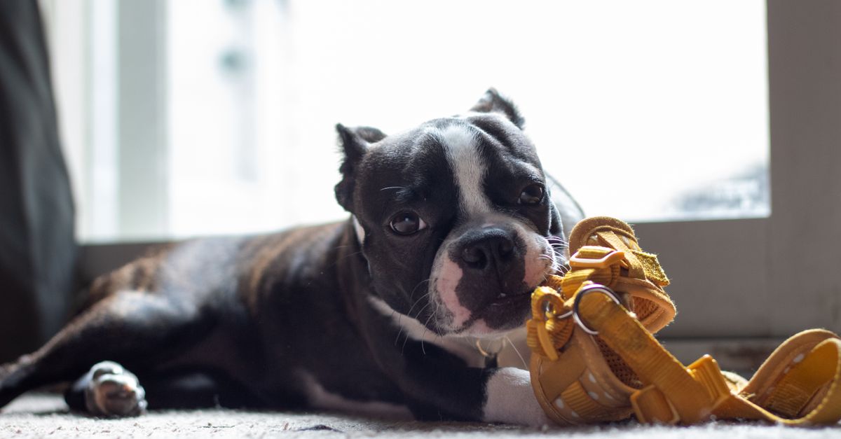 Mental Stimulation for Dogs: Preventing Boredom and Behavior Problems