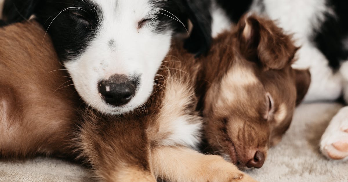 Multi-Dog Households: Managing Harmony