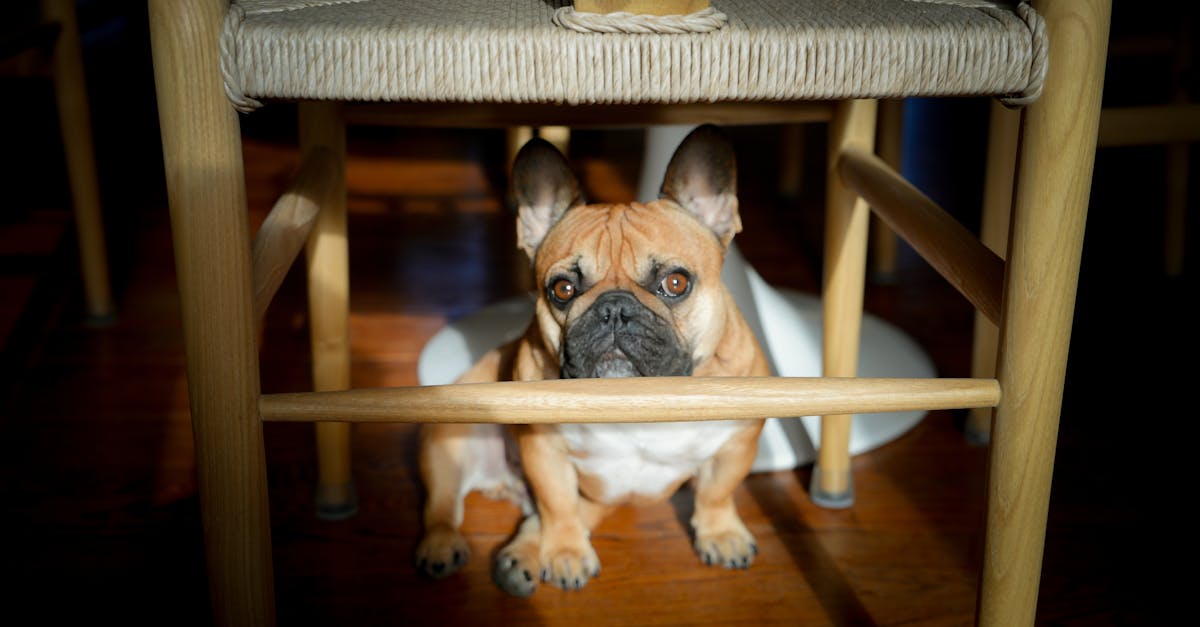 Noise Phobia in Dogs: Thunder, Fireworks, and Beyond