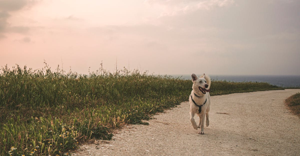 Off-Leash Training: Freedom Through Reliability