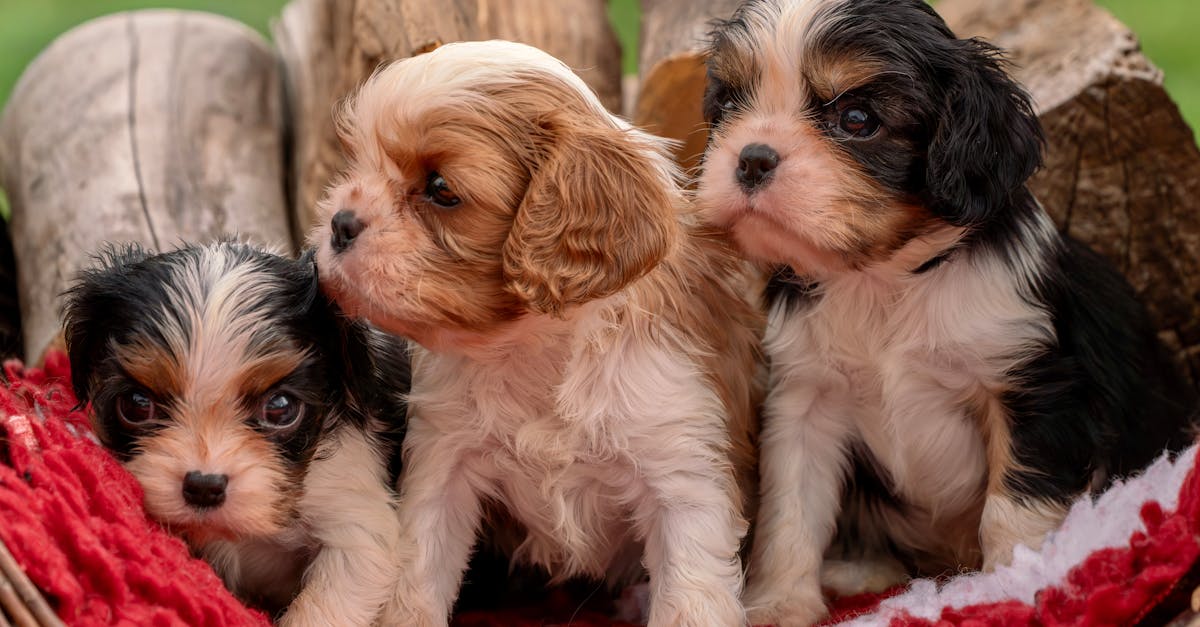 Place Training: Teaching Your Dog to Settle on Command