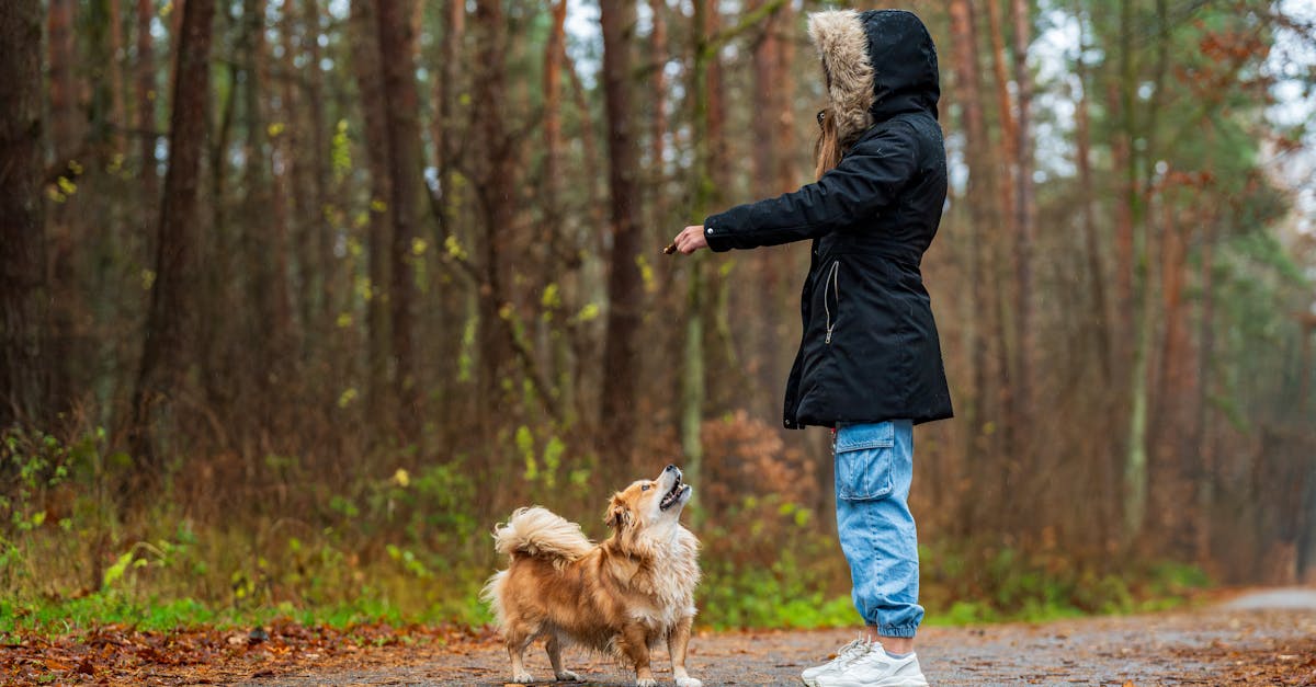 Positive Reinforcement Training: The Science Behind Modern Dog Training