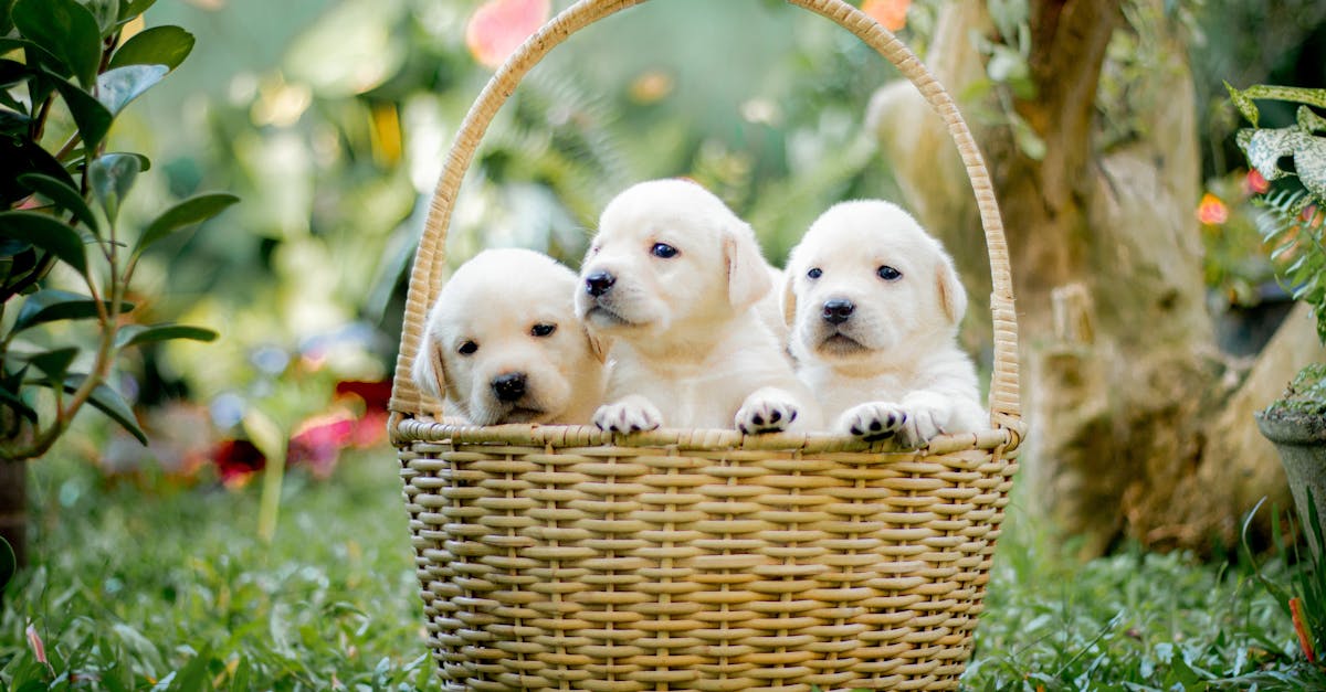 Preparing Your Dog for a New Baby