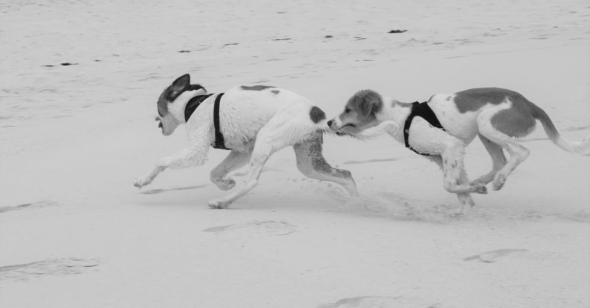 Prey Drive Management in Dogs